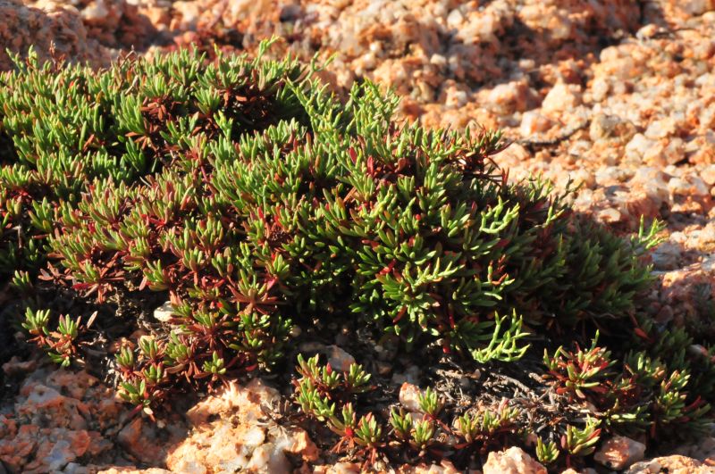 Limonium contortirameum